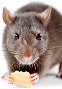 Control Rats Save Lives